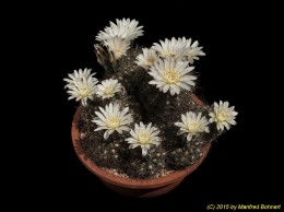 Gymnocalycium taningaense P212 404